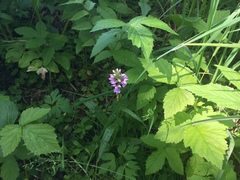 Dactylorhiza majalis baltica