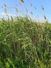 Phragmites australis altissimus