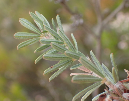 Image of Indigofera flabellata by (c) Nicola van Berkel, some rights reserved (CC BY-SA)