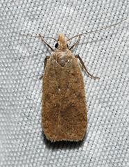 Dichomeris ventrellus