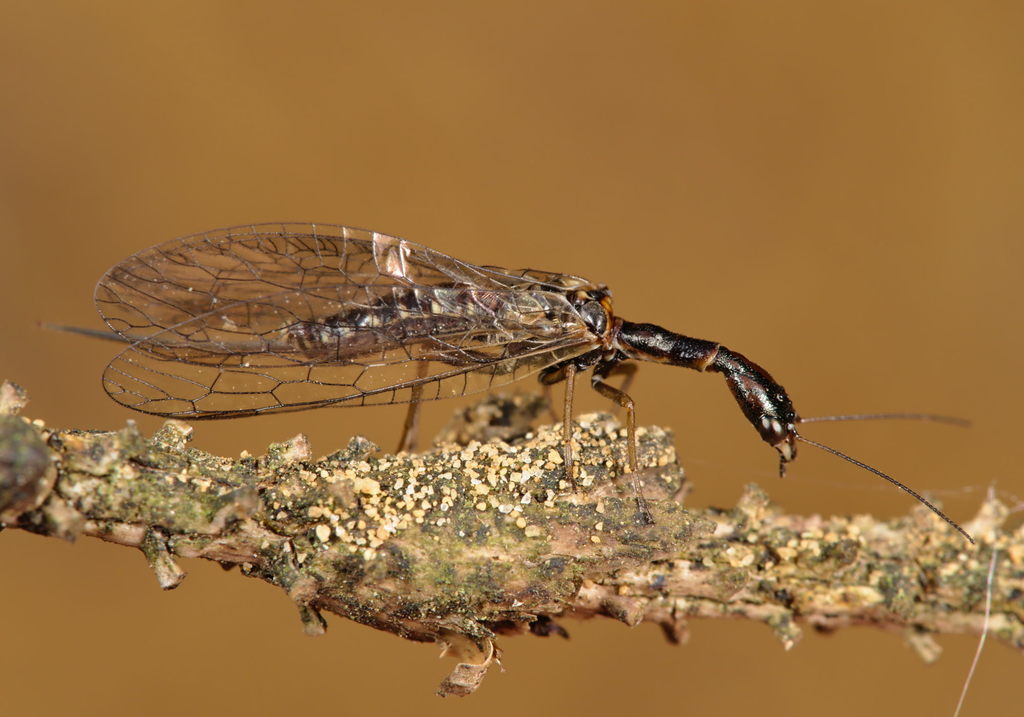 pine snakefly
