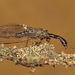 Pine Snakefly - Photo (c) Gilles San Martin, some rights reserved (CC BY-SA), uploaded by Gilles San Martin