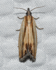 Eucosma radiatana