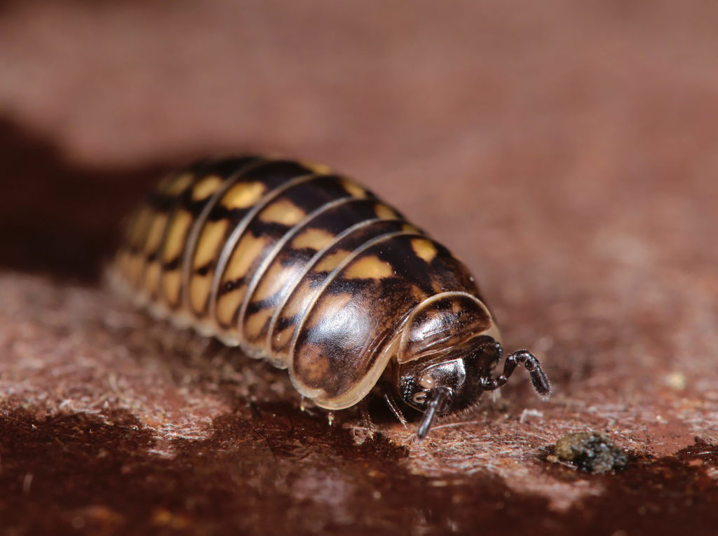 Glomeris intermedia