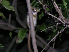 Microcebus tavaratra