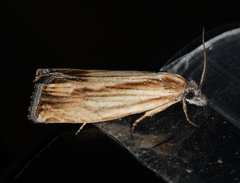 Eucosma radiatana