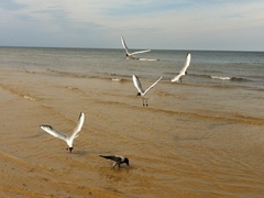 Chroicocephalus ridibundus