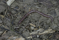 Dendrobaena octaedra