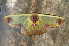 Agathiopsis basipuncta