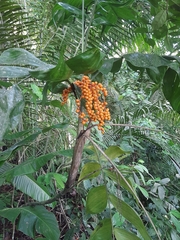 Chamaedorea pinnatifrons
