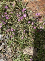 Spergularia purpurea