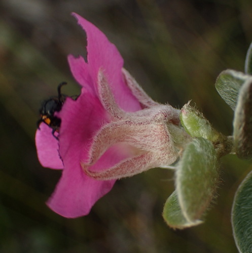 Image of Podalyria burchellii by (c) Nicola van Berkel, some rights reserved (CC BY-SA)