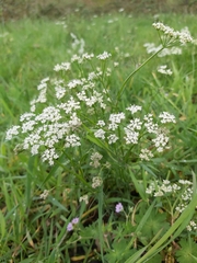 Anthriscus sylvestris