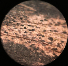 Berkleasmium corticola