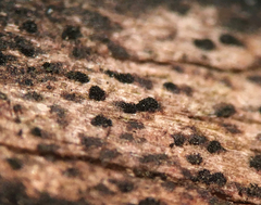 Berkleasmium corticola