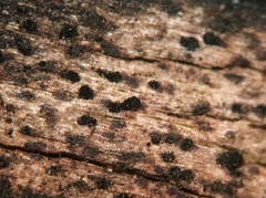 Berkleasmium corticola