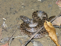 Madagascarophis colubrinus