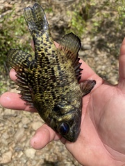 Ambloplites ariommus