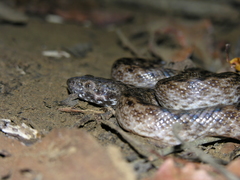 Madagascarophis colubrinus