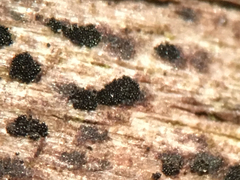 Berkleasmium corticola