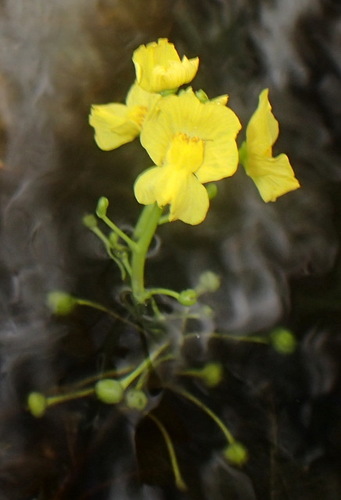 Image of Utricularia floridana by (c) mfeaver, some rights reserved (CC BY)