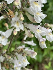 Penstemon pallidus