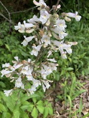Penstemon pallidus