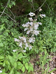 Penstemon pallidus