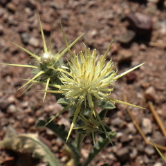 Centaurea iberica