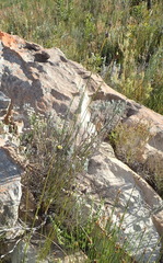 Bobartia macrospatha