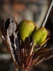 Bobartia macrospatha