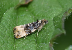 Endothenia marginana