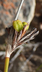 Bobartia macrospatha