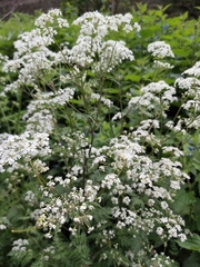 Anthriscus sylvestris