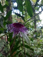 Passiflora menispermifolia