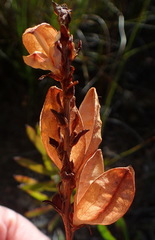 Tritoniopsis antholyza