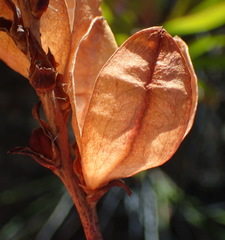 Tritoniopsis antholyza