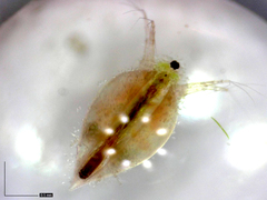 Simocephalus