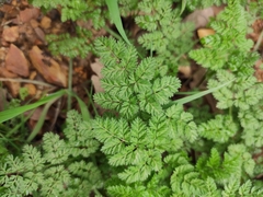 Changium smyrnioides