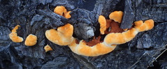 Laetiporus baudonii