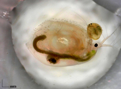 Simocephalus