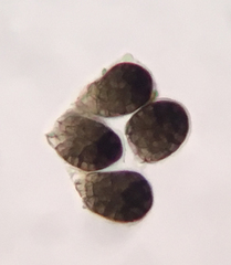 Berkleasmium corticola