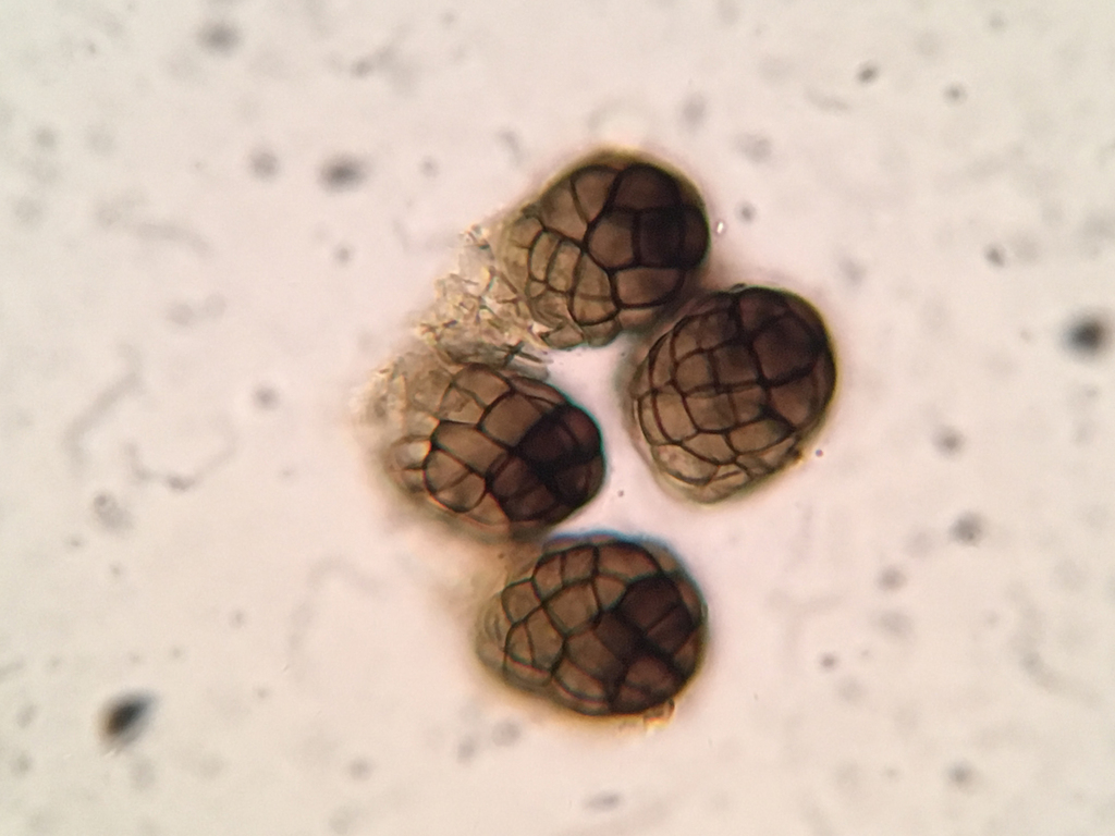 Berkleasmium corticola