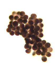 Berkleasmium corticola