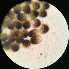 Berkleasmium corticola