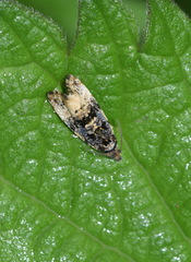 Endothenia marginana