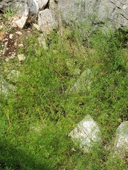 Spermolepis