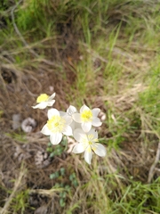 Thalictrum tuberosum