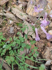 Corydalis decumbens