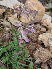 Corydalis decumbens